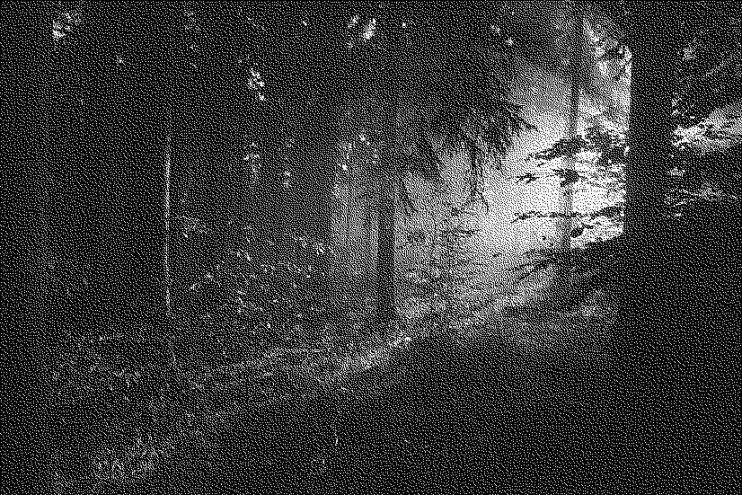 forest at twighlight in black and white